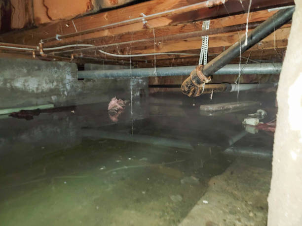 Best Water damage restoration specialists  in Saxon, SC